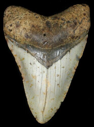 Bargain Megalodon Tooth - North Carolina #45505